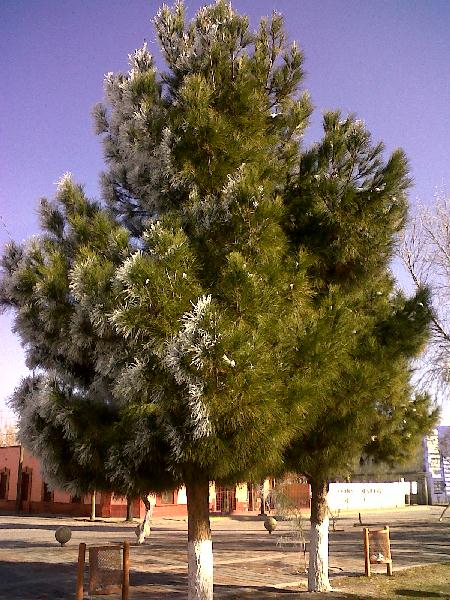 2012-01-06-escarcha (12)