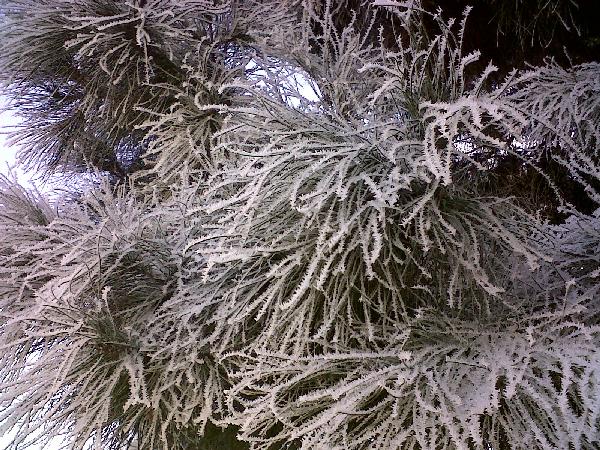 2012-01-06-escarcha (13)