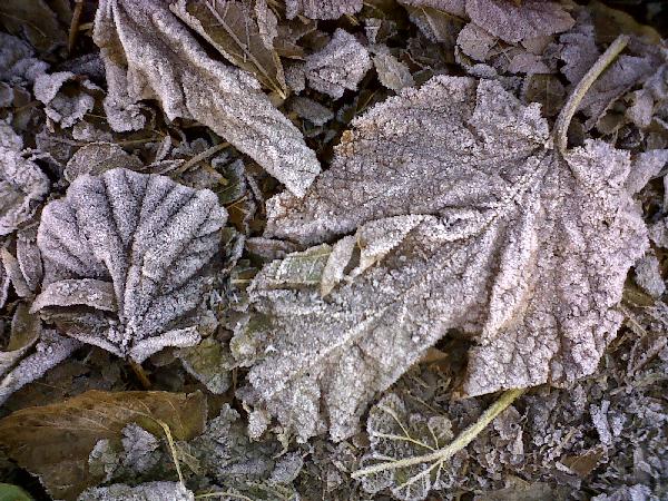 2012-01-06-escarcha (15)