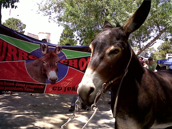 2013-06-23-burro-chon