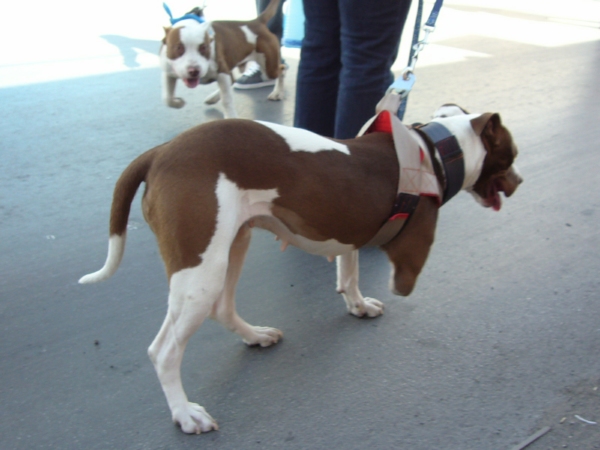 2014-01-19-marcha-maltrato-animal (10)