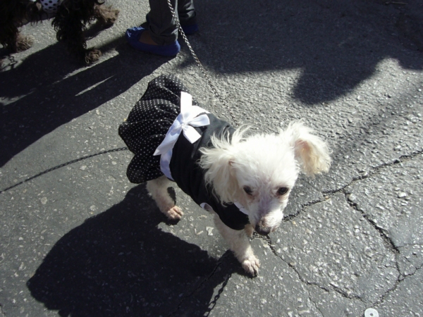 2014-01-19-marcha-maltrato-animal (14)