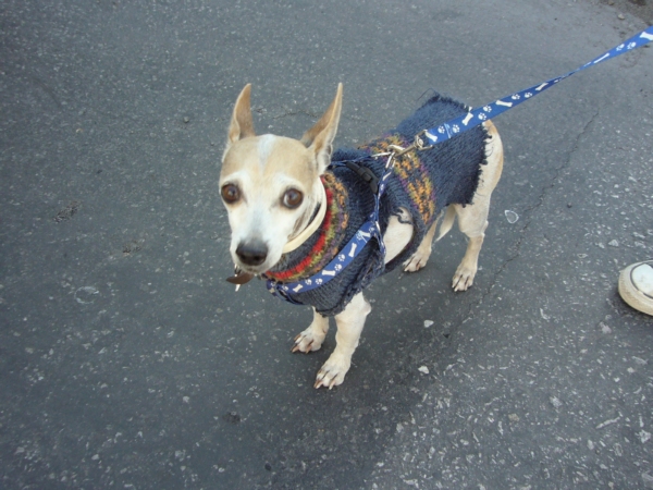 2014-01-19-marcha-maltrato-animal (15)