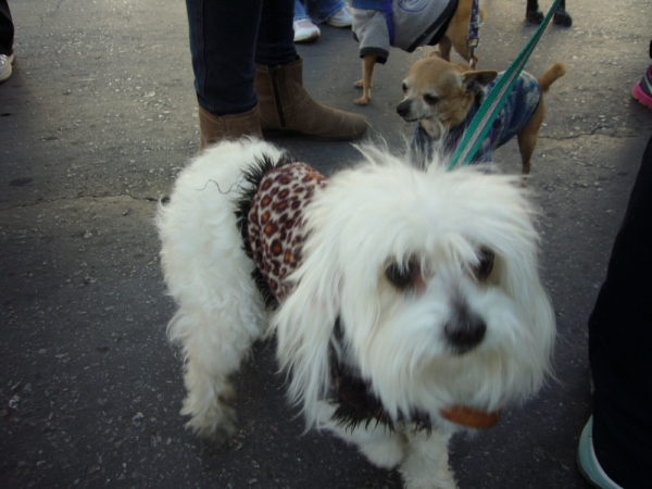 2014-01-19-marcha-maltrato-animal (17)