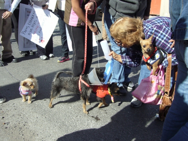 2014-01-19-marcha-maltrato-animal (24)