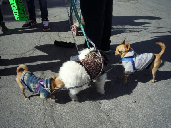 2014-01-19-marcha-maltrato-animal (33)