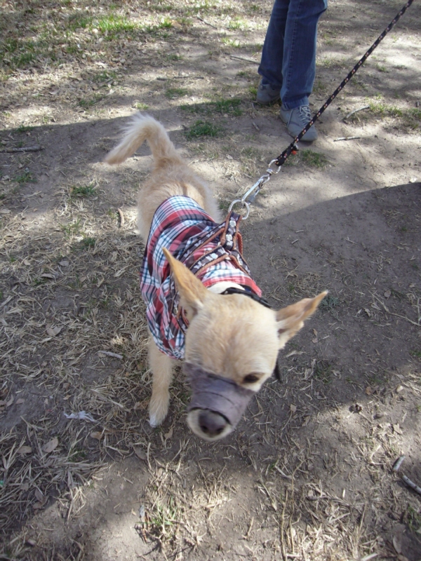 2014-01-19-marcha-maltrato-animal (36)