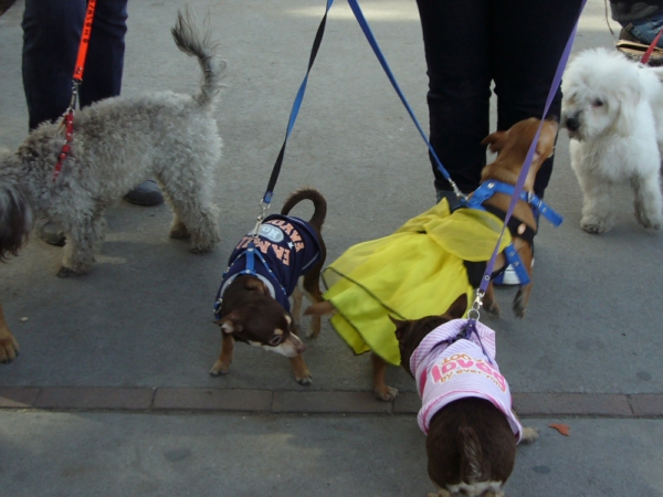 2014-01-19-marcha-maltrato-animal (38)