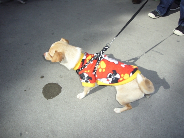 2014-01-19-marcha-maltrato-animal (44)