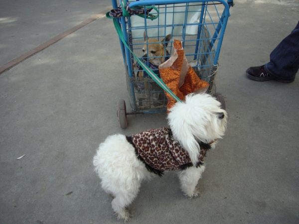 2014-01-19-marcha-maltrato-animal (45)