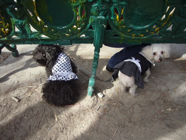 2014-01-19-marcha-maltrato-animal (46)