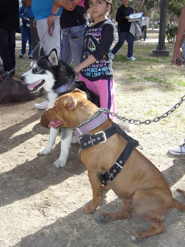 2014-01-19-marcha-maltrato-animal (48)