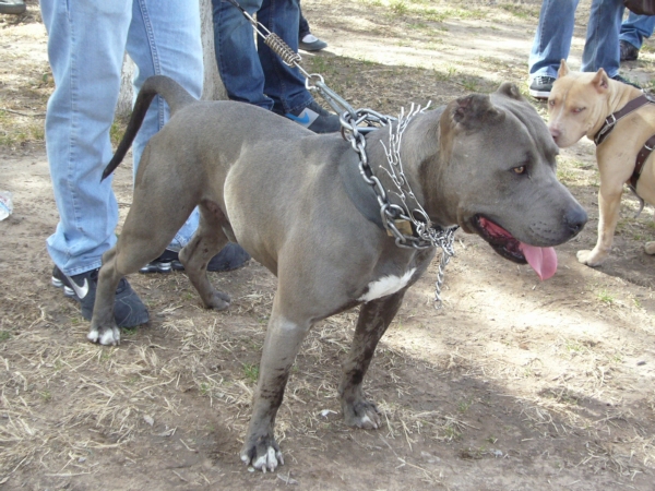 2014-01-19-marcha-maltrato-animal (49)