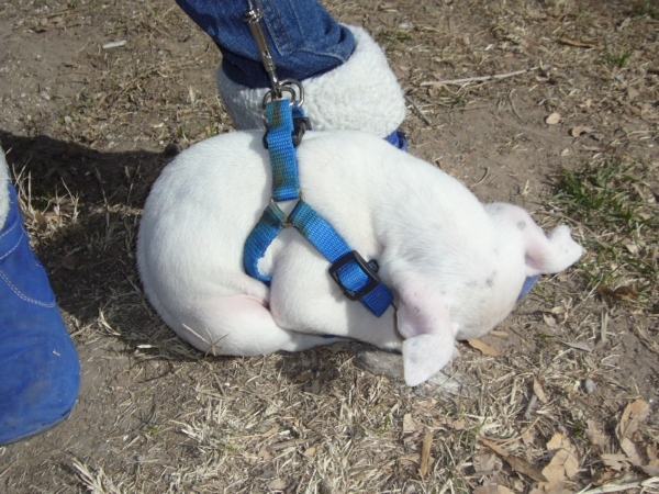 2014-01-19-marcha-maltrato-animal (50)