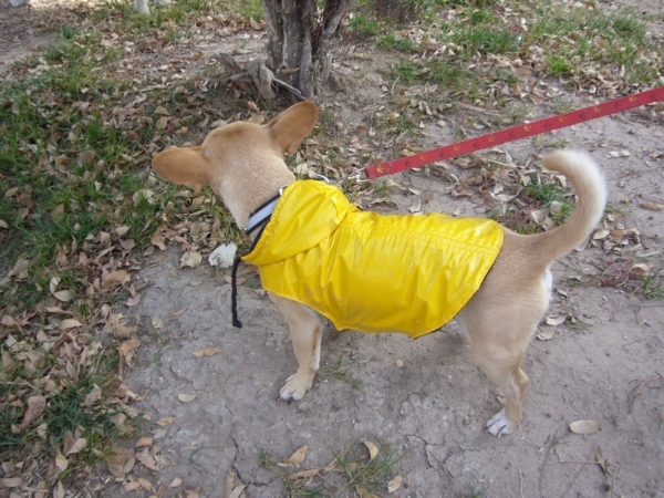 2014-01-19-marcha-maltrato-animal (51)