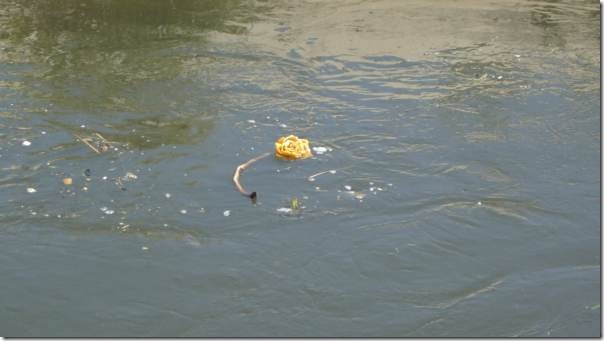 2014-05-16-san-isidro-labrador (10)