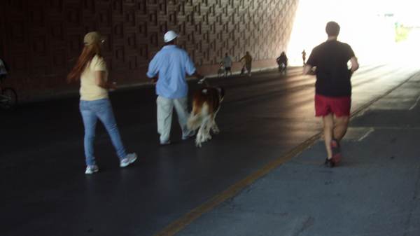 2014-07-06-ciclovia-y-mascotas (1)