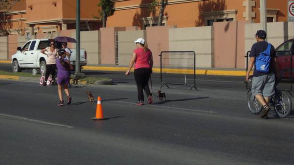 2014-07-06-ciclovia-y-mascotas (12)