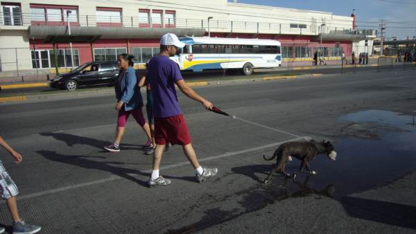 2014-07-06-ciclovia-y-mascotas (17)
