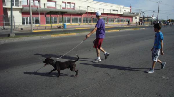 2014-07-06-ciclovia-y-mascotas (19)