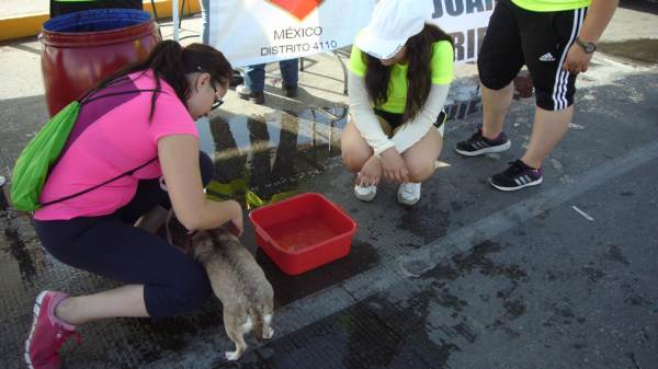 2014-07-06-ciclovia-y-mascotas (9)